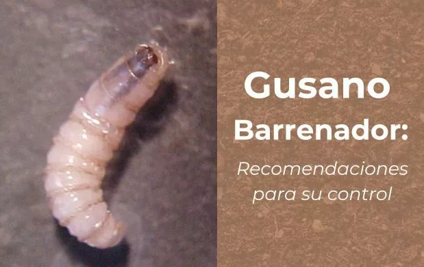 SENASICA debe tener recursos para controlar el Gusano Barrenador del Ganado