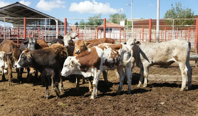 Homero García de la Llata, informó que  han acordado con Agricultura  combatir la presencia  del Gusano Barrenador del Ganado  en México