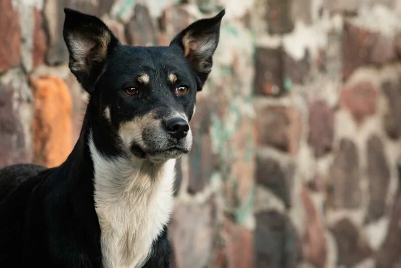 Impulsa Congreso mexiquense cuidado y bienestar animal