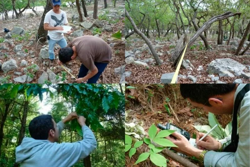 Busca la UAT conservar bosques de encino con tecnología geoespacial