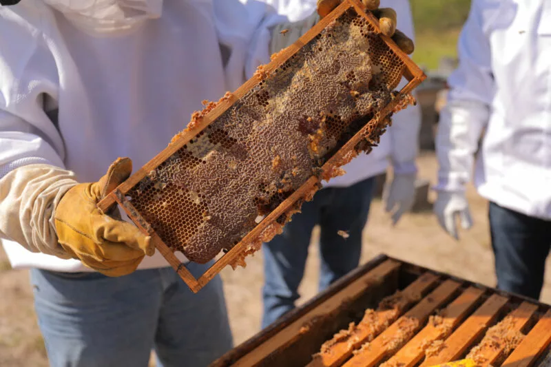 Productores de Miel se ven beneficiados con el Programa Genético Apícola en Nuevo Laredo