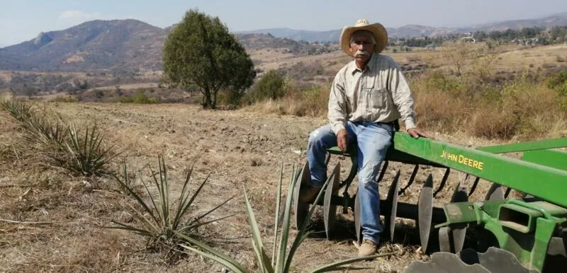 Recupera Gobierno de Delfina Gómez suelos degradados del sur del EdoMéx con plantaciones de agave mezcalero