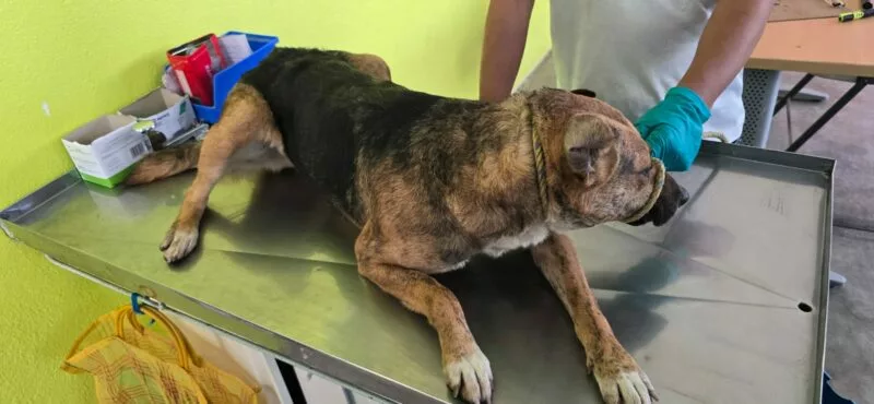 Recomienda Gobierno de Toluca manejar con precaución para evitar atropellar a seres sintientes