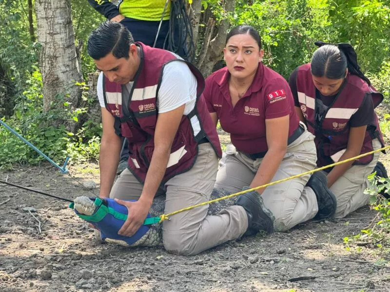 El cocodrilo, eje central del trabajo 2025 de Caza y Pesca Tamaulipas