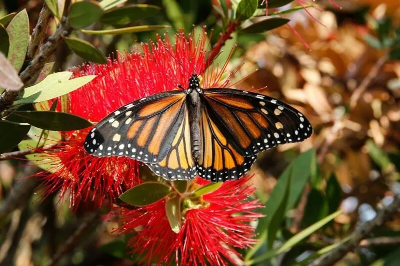 Las mariposas, grandes indicadores de la salud ambiental. Cuidarlas es cuidarnos: Mariluz Anaya Villegas