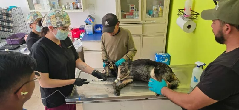 Rescata CCyBA a perrita envenenada en Tlacotepec