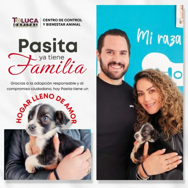 Encontraron hogares amorosos 110 seres sintientes, antes vivían en calles y vía pública