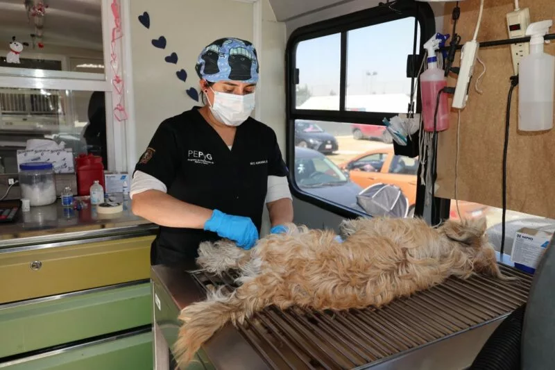 Esterilización animal, estrategia clave para enfrentar la sobrepoblación de perros y gatos