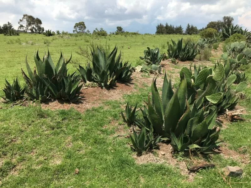 Reúne Gobierno de Delfina Gómez a productores de agave pulquero del EdoMéx y Tlaxcala para incentivar su aprovechamiento