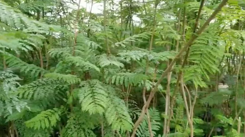 Inicia Gobierno municipal arborización del Parque Industrial Toluca 2000 con grandes jacarandas