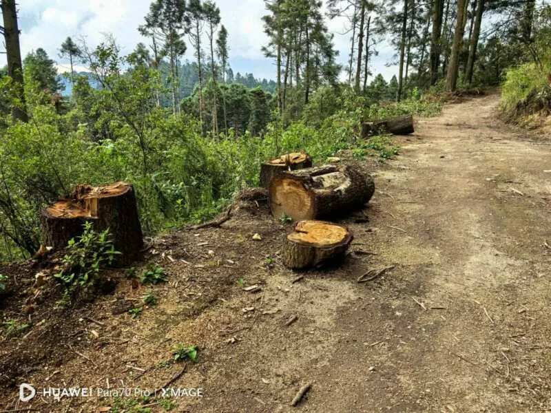 Tala Ilegal, Autoridades Ausentes  y  Destrucción de Bosques, provoca Crisis Ambiental y falta de Justicia en el Estado de México