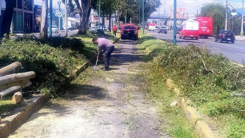 Continúan brigadas municipales con el retiro de árboles derrumbados por lluvias en Toluca