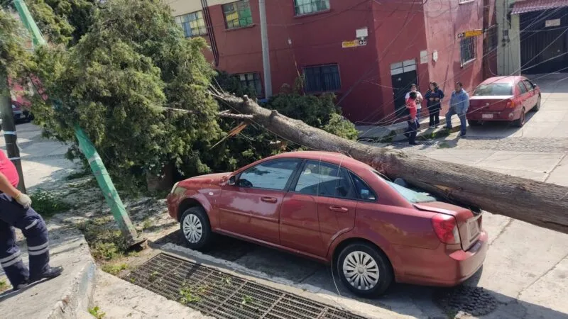 Atiende Protección Civil caída de árbol en el Cóporo